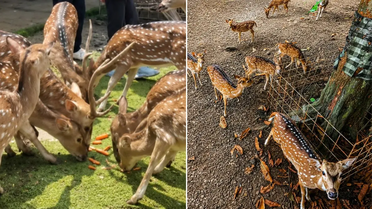 Rusa-rusa di wisata nara kupu village. (Foto: Instagram @nara_kupu_village)