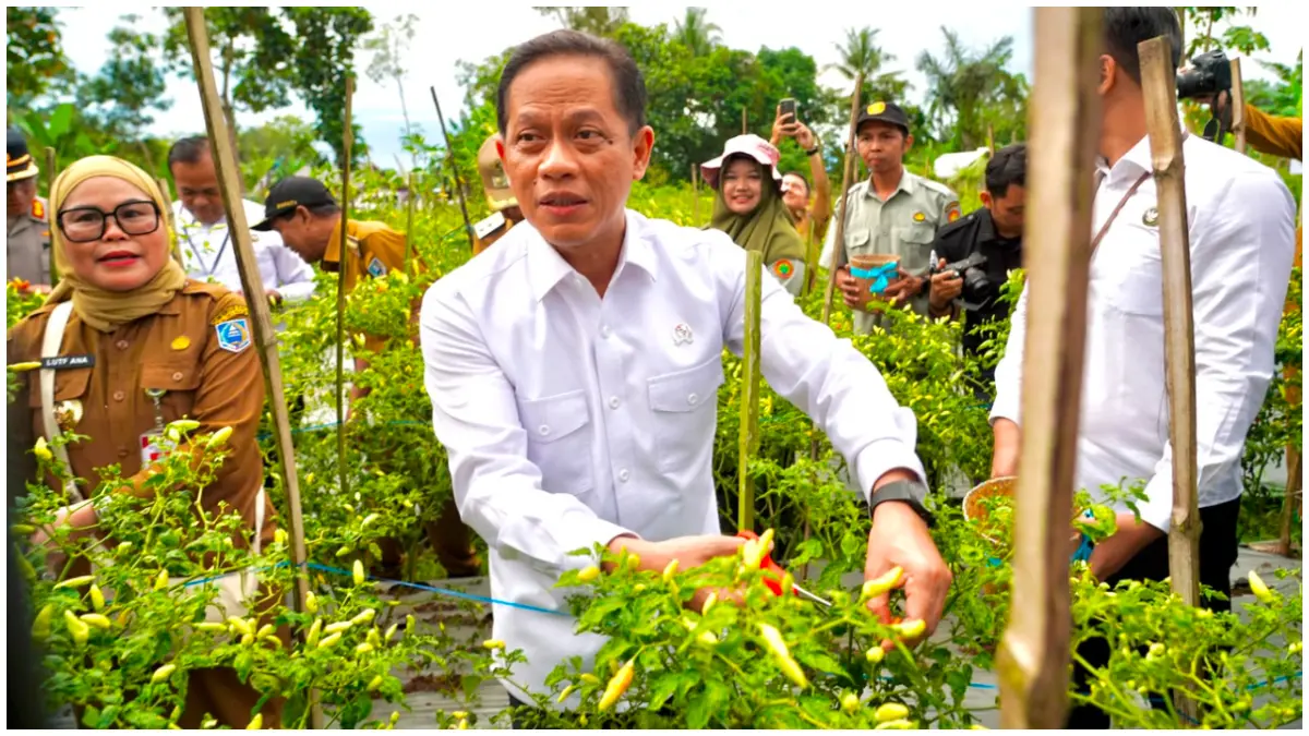 Wamenko Pangan Hanif Faisol Nurofiq saat panen cabai di Hulu Sungai Selatan, inflasi Kalimantan Selatan.