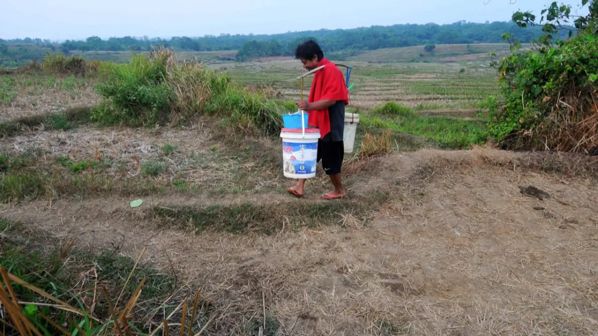 Area pesawahan di Kecamatan Tanjungsari, Kabupaten Bogor mengalami kekeringan. (Hendi Novian/Radar Bogor)
