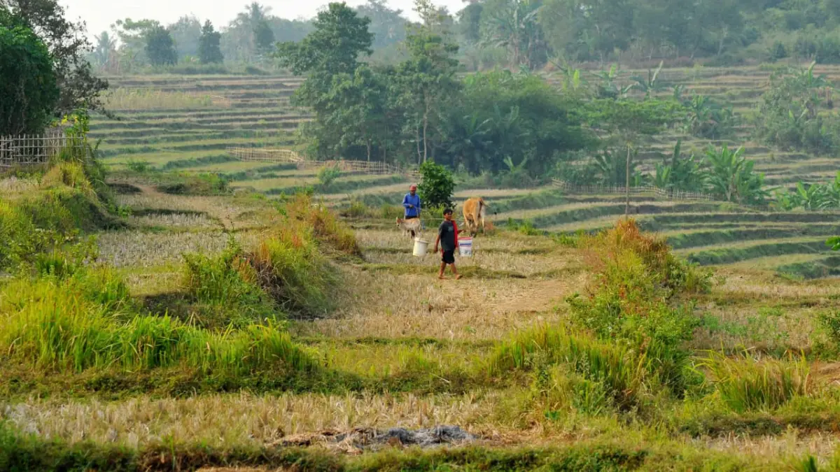 Area pesawahan di Kecamatan Tanjungsari, Kabupaten Bogor mengalami kekeringan. (Hendi Novian/Radar Bogor)