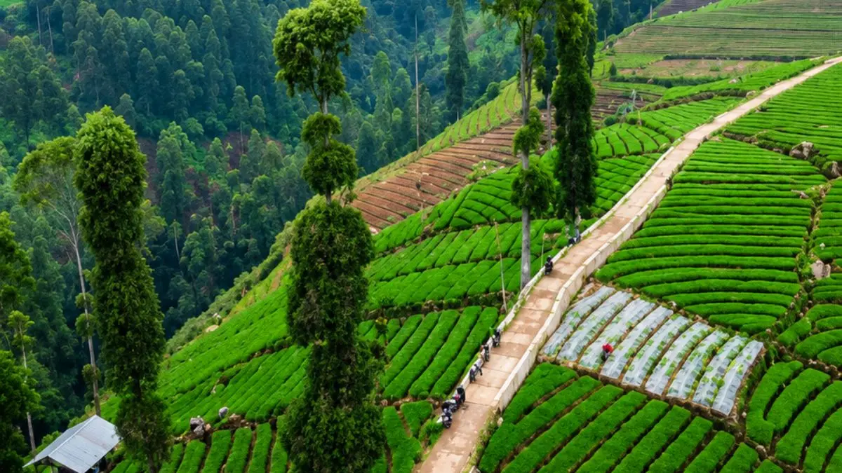 Terasering Barugantung, Garut yang seperti di Ubud. Foto: Instagram @terasering.barugantung