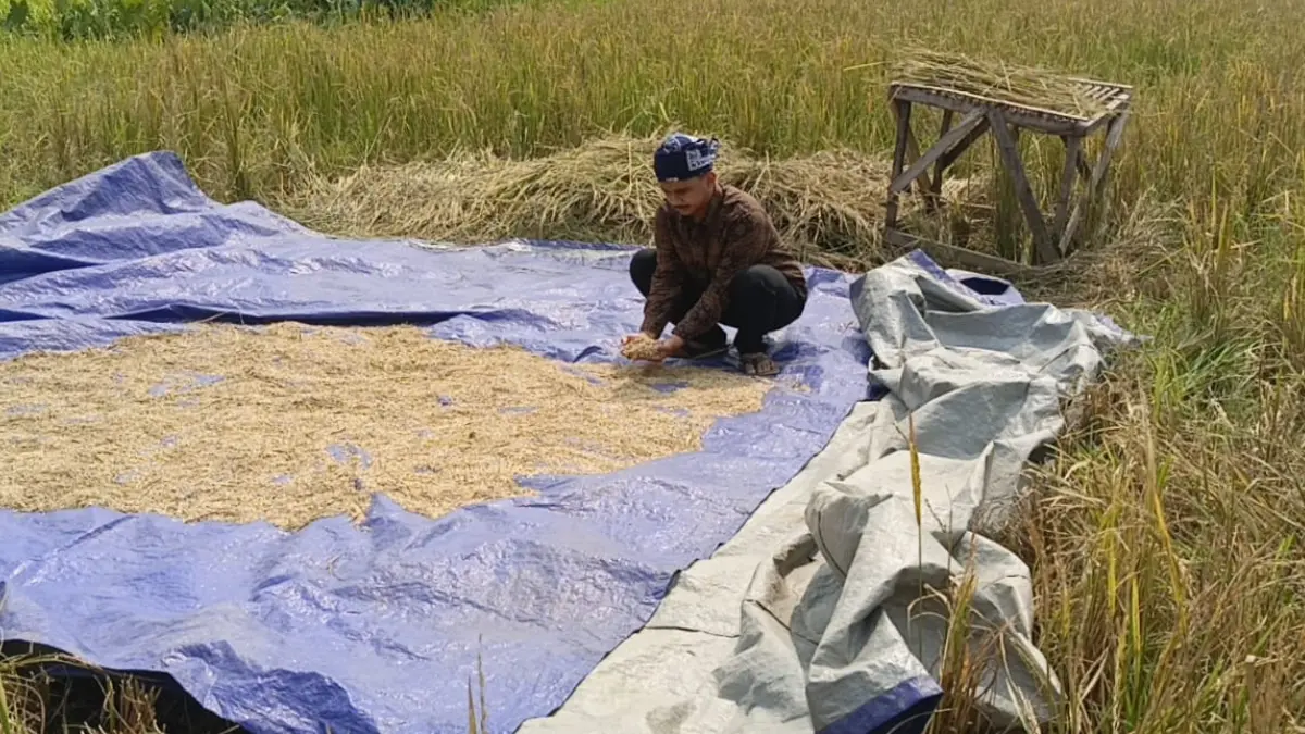 Ketua PK KNPI Jasinga, Ama Dery bersama petani memanen padi di Kampung Tarisi, Desa Bagoang, Jasinga. Selain musim kemarau, petani beras di wilayah Jasinga terkendala masalah jaringan irigasi. (Septi N/Radar Bogor)