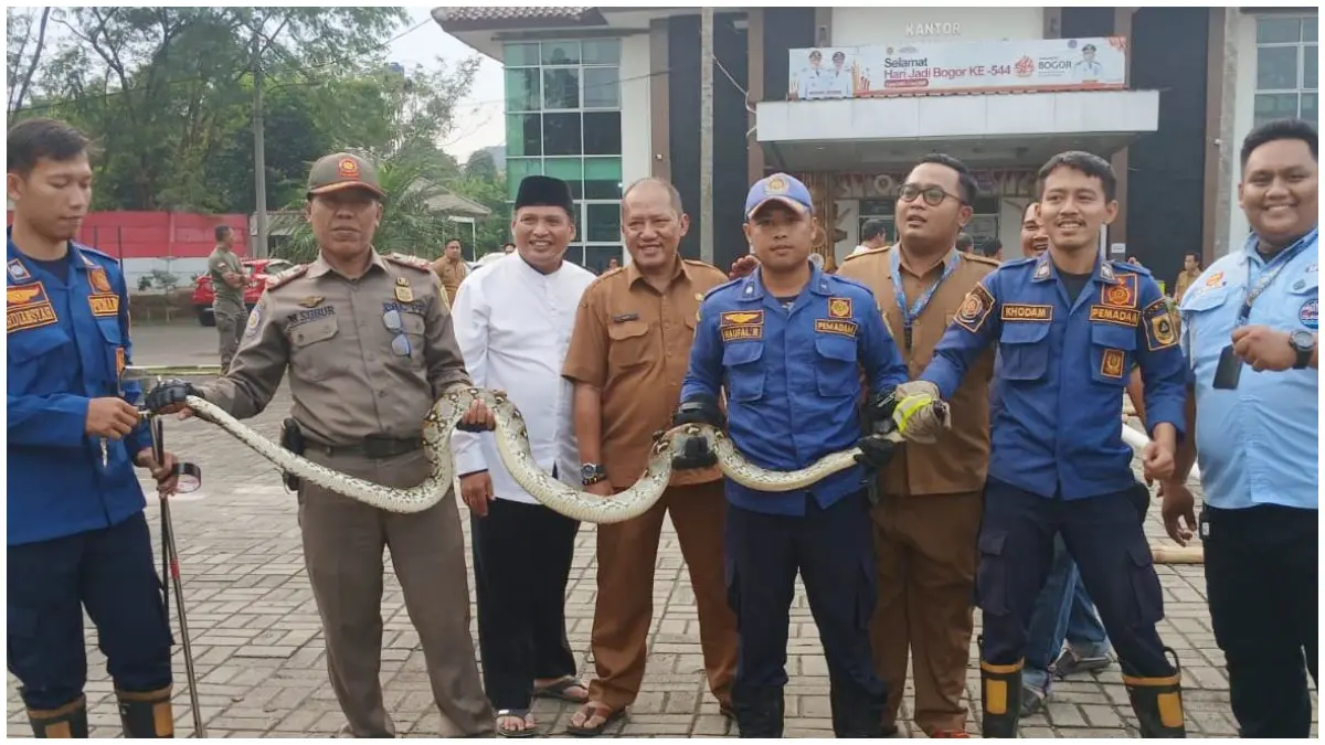 Petugas Damkar Kabupaten Bogor saat melakukan evakuasi ular sanca kembang di halaman Kantor Kecamatan Cileungsi, Kabupaten Bogor. (Foto: Damkar for Radar Bogor)