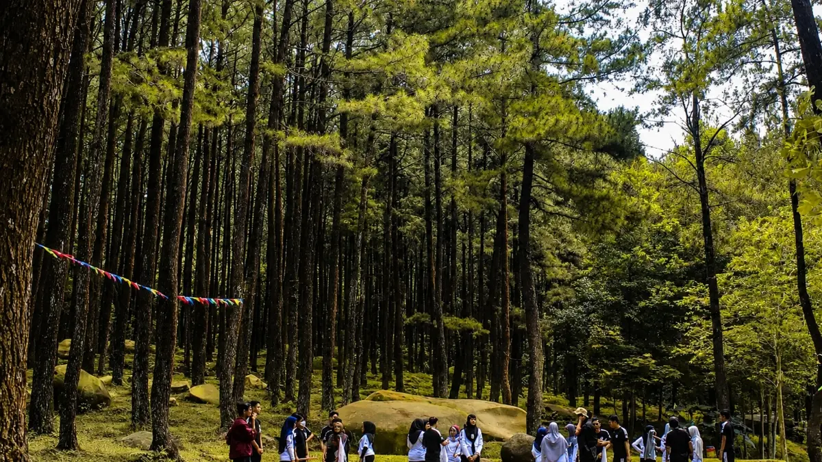Wisata hutan pinus di Gunung pancar sentul. (Foto: Instagram @gunungpancar.official_id)