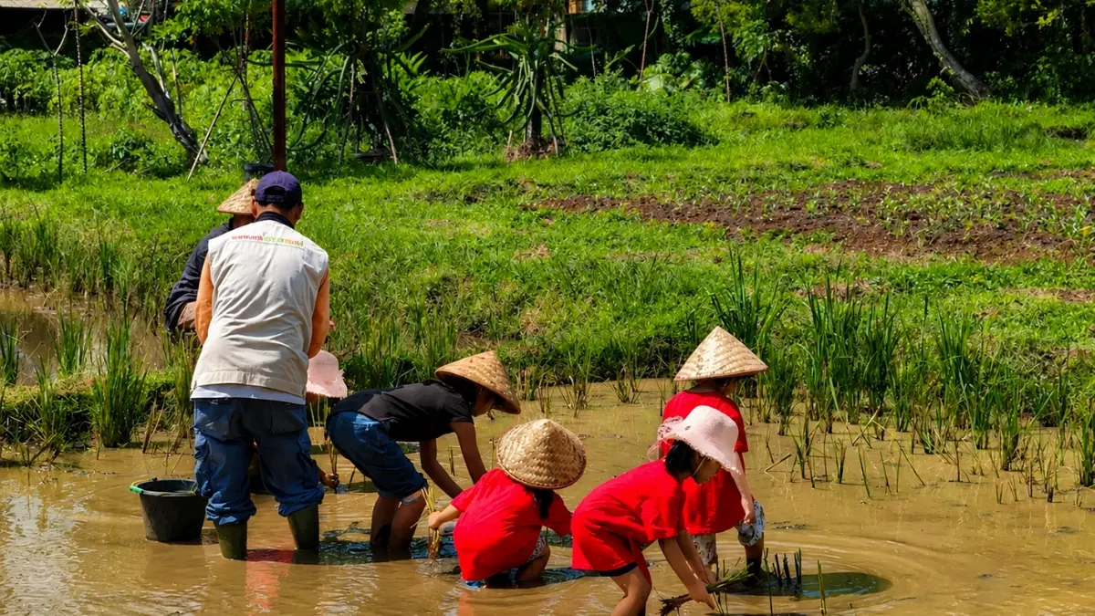 Belajar menanam padi di Kuntum Farmfield. (Instagram @kuntumfarmfield)