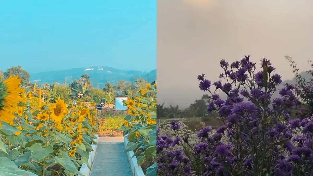 Wisata Taman Bunga Putri Kemuning. (Foto: Instagram @taman_bunga_putri_kemuning)