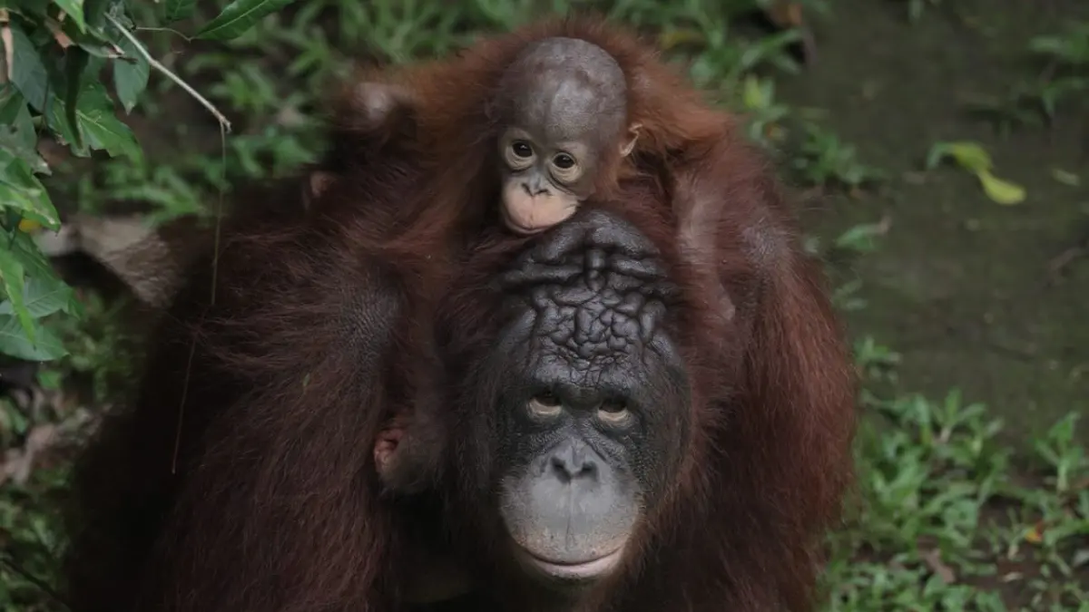 Salah satu binatang di Taman Magrasatwa Ragunan, Jakarta. Foto: Instagram
