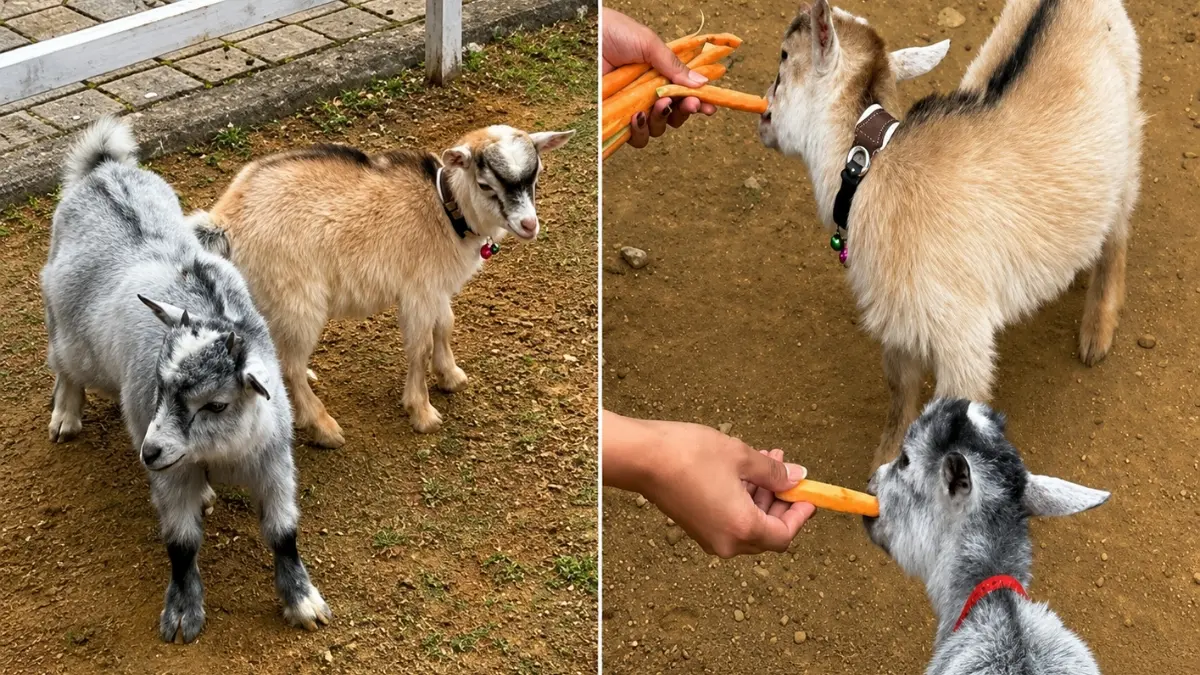 Salah satu satwa di Funimal Park. (Foto: Instagram @funimalpark.farm)
