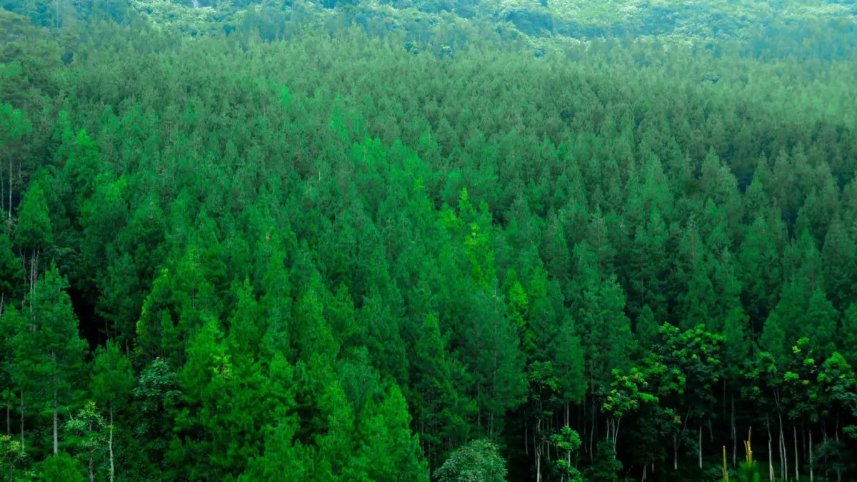 Perhutani menerima perpanjangan sertifikat FSC Forest Management (FSC FM) dari PT SGS Indonesia periode 2026-2031