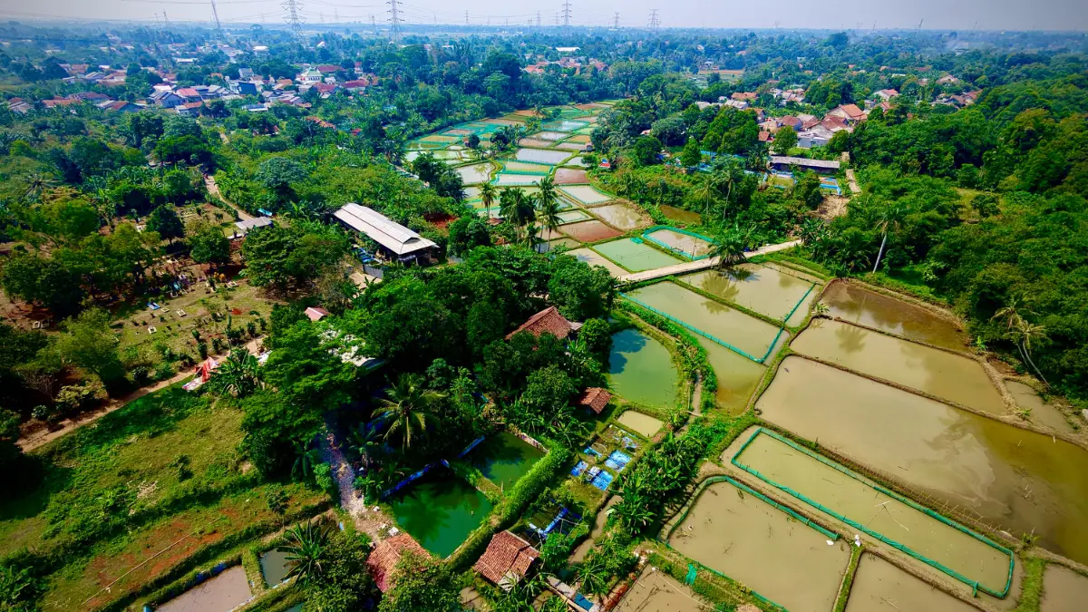 Desa di Ciseeng Bogor dipenuhi kolam ikan. Foto: Instagram