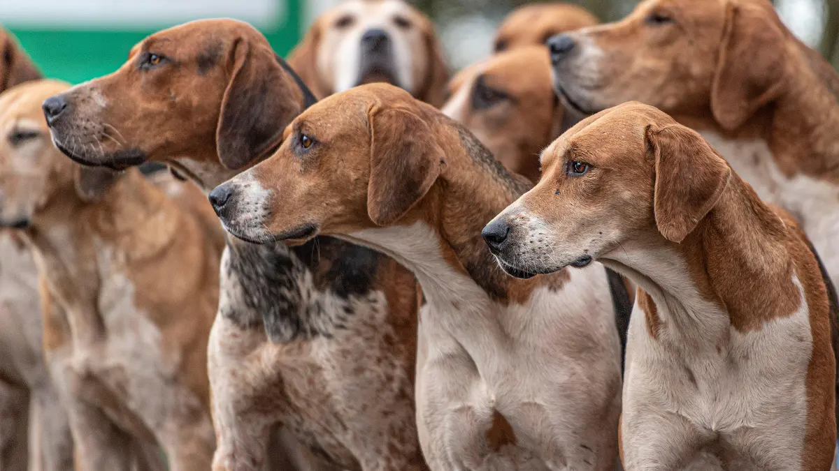 Ilustrasi anjing pemburu. Foto: Petsradar