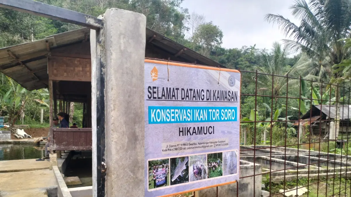 Teknik pemijahan buatan yang berhasil menghasilkan sekitar 3.000 anakan ikan Torsoro