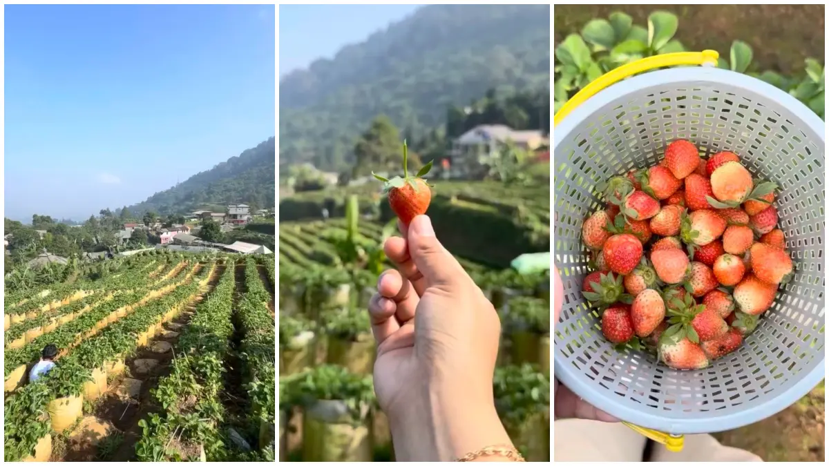 Puncak Pass Farm menawarkan pengalaman memetik stroberi langsung di kawasan puncak. (Foto: Instagram @cemalcemilbogor)