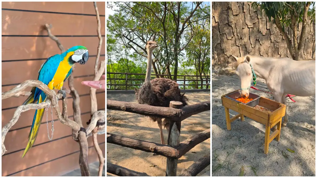 Destinasi wisata edukasi di Citra Interractive Zoo yang memiliki aneka ragam burung hingga hewan menggemaskan. (Foto: TikTok @grace_vn)