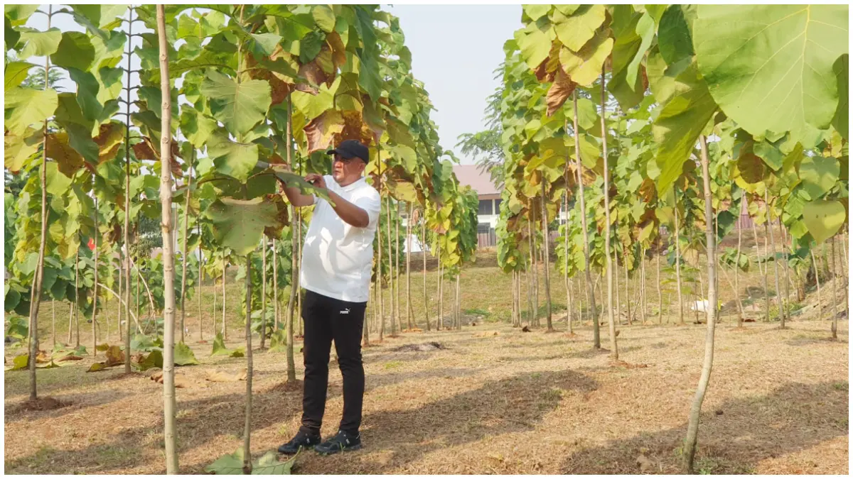 Bupati Bogor, Rudy Susmanto saat membersikan daun kering pohon jati di area Hutan Kota Pakansari Cibinong. (Foto : Billy/Radar Bogor)
