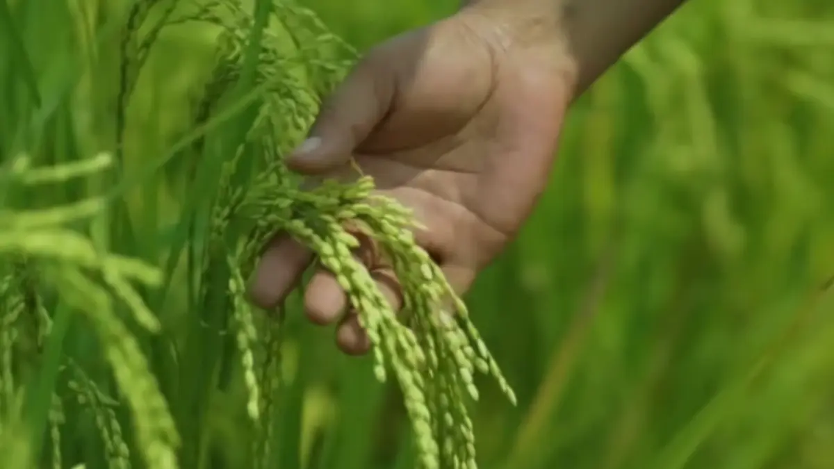 ILUSTRASI: IPB menguji teknologi sawah yang hemat air.