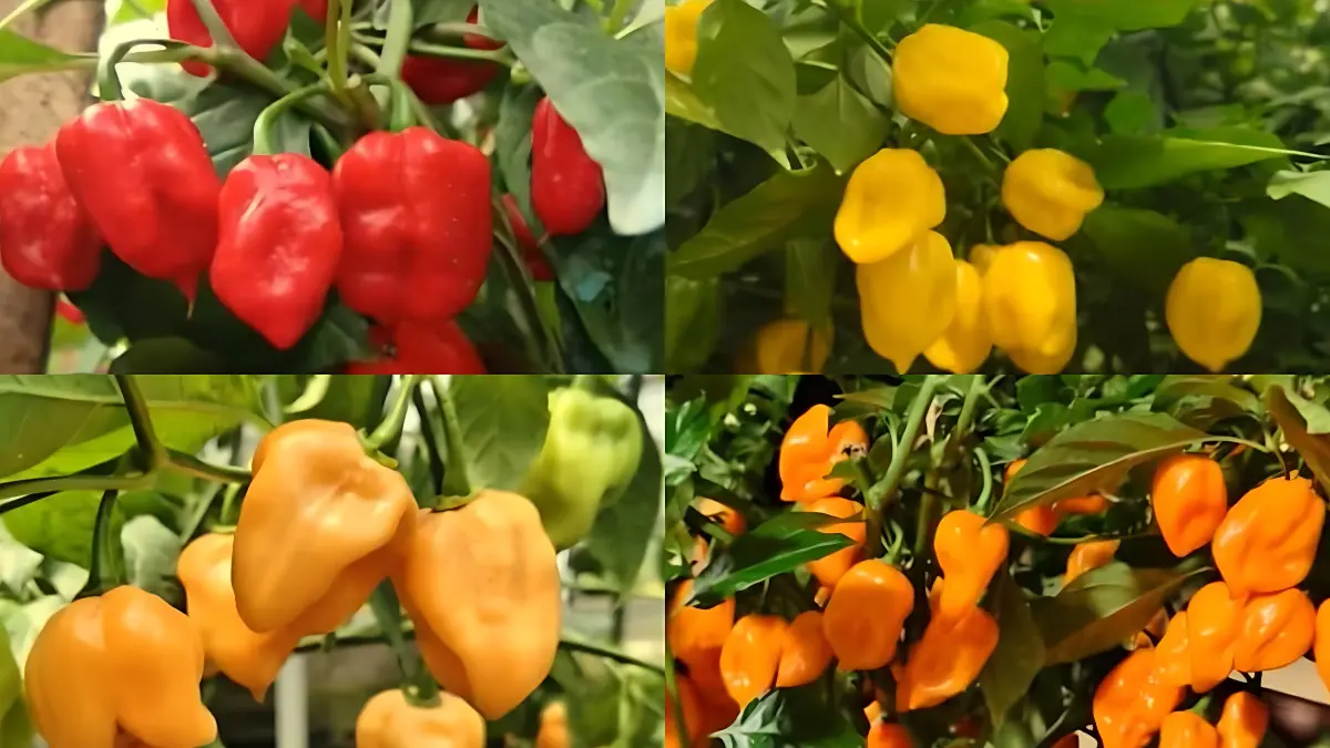 IPB menyiptakan cabai habanero lokal.