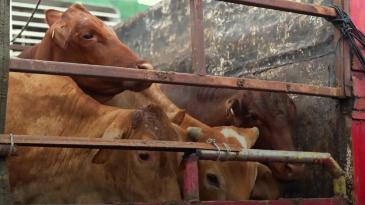 Impor sapi ke Indonesia.