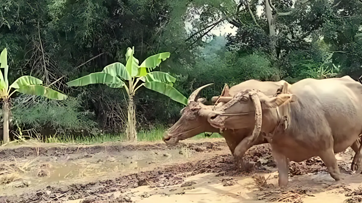 Semakin berkurang kerbau mengolah lahan sawah.