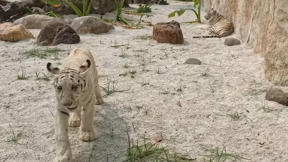 Hewan di Kebun Binatang Faunaland Buperta Cibubur. (Foto,: YouTube Mlaku Mlaku Yuuk)