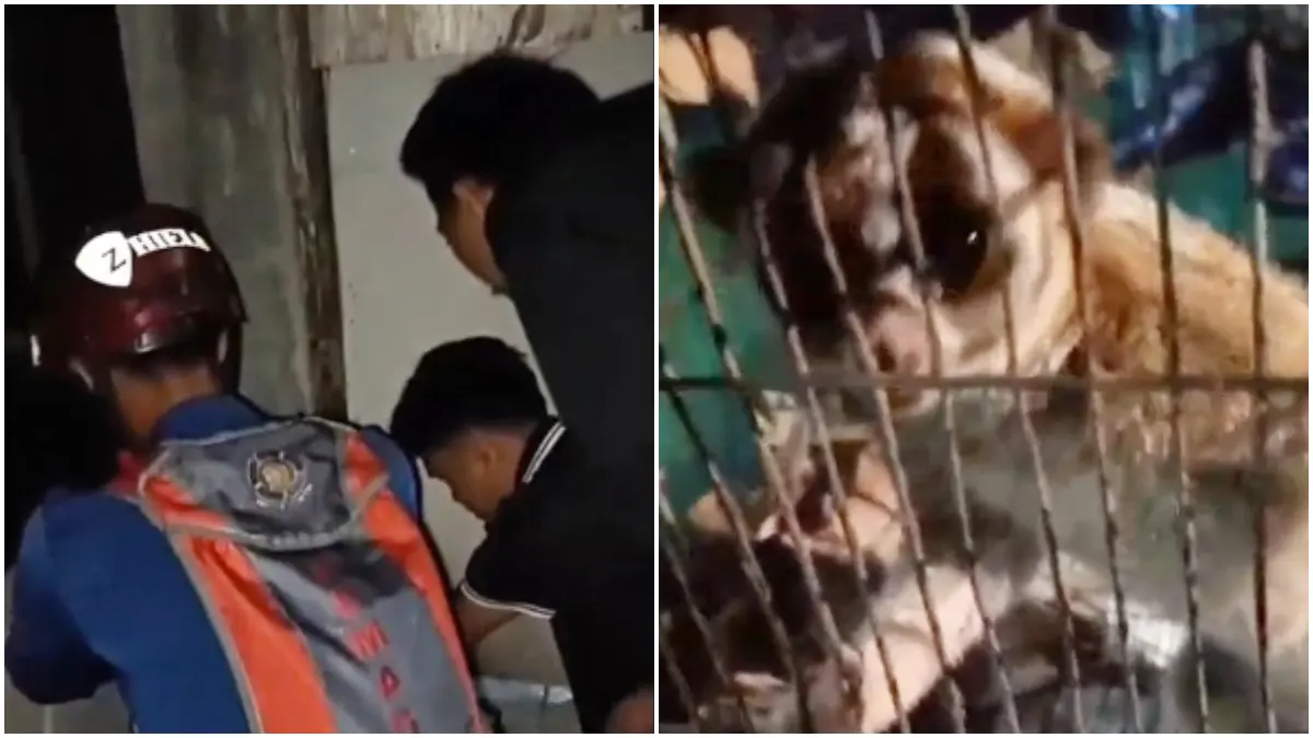 Hewan Kukang Jawa berhasil diselamatkan oleh tim Damkar di Kecamatan Tanjungsari, Kabupaten Bogor. (Dok. Damkar Kabupaten Bogor)