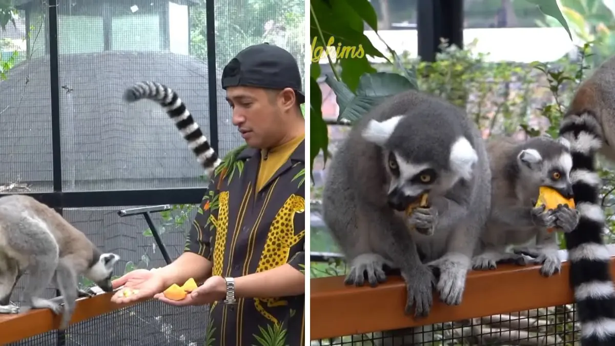 Irfan Hakim saat memberi makan Lemur.(Foto : YouTube: deHakims)