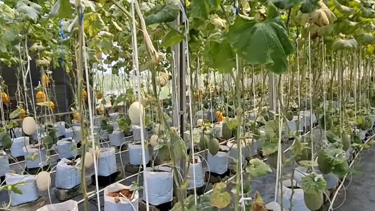 Wisata petik melon hidroponik di Perumahan Gramapuri Persada Cibitung. (Foto: YouTube Plesiran asik)