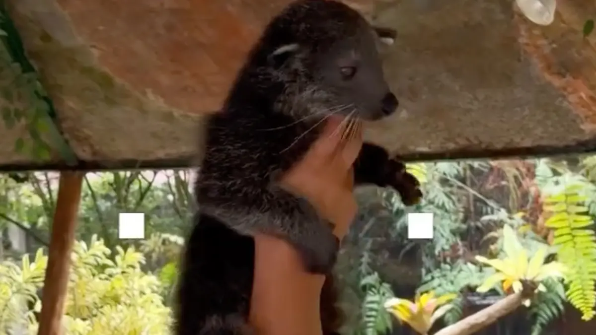 Bayi binturong yang baru lahir di Taman Safari Bogor. Foto: Instagram
