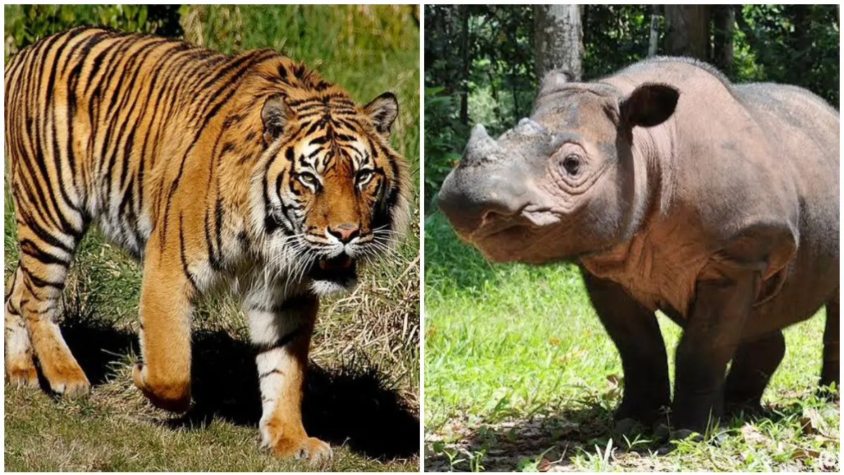 Ilustrasi Harimau dan Badak Sumatera.