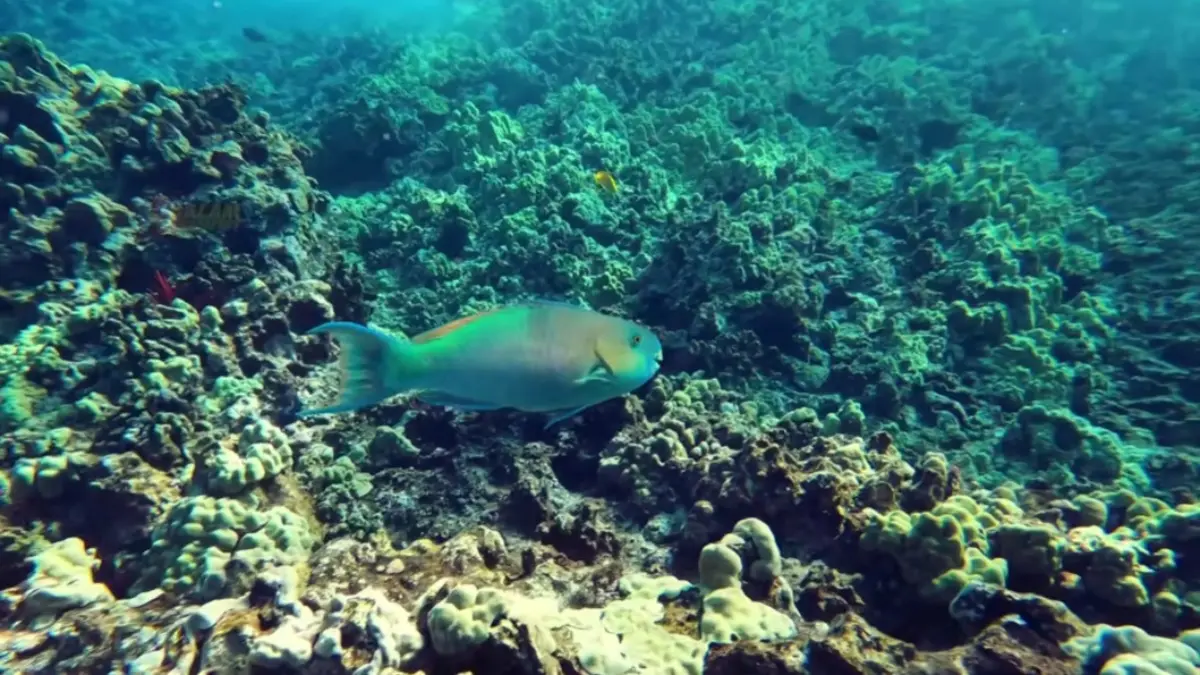 Dosen IPB menjelaskan soal ikan kakatua.