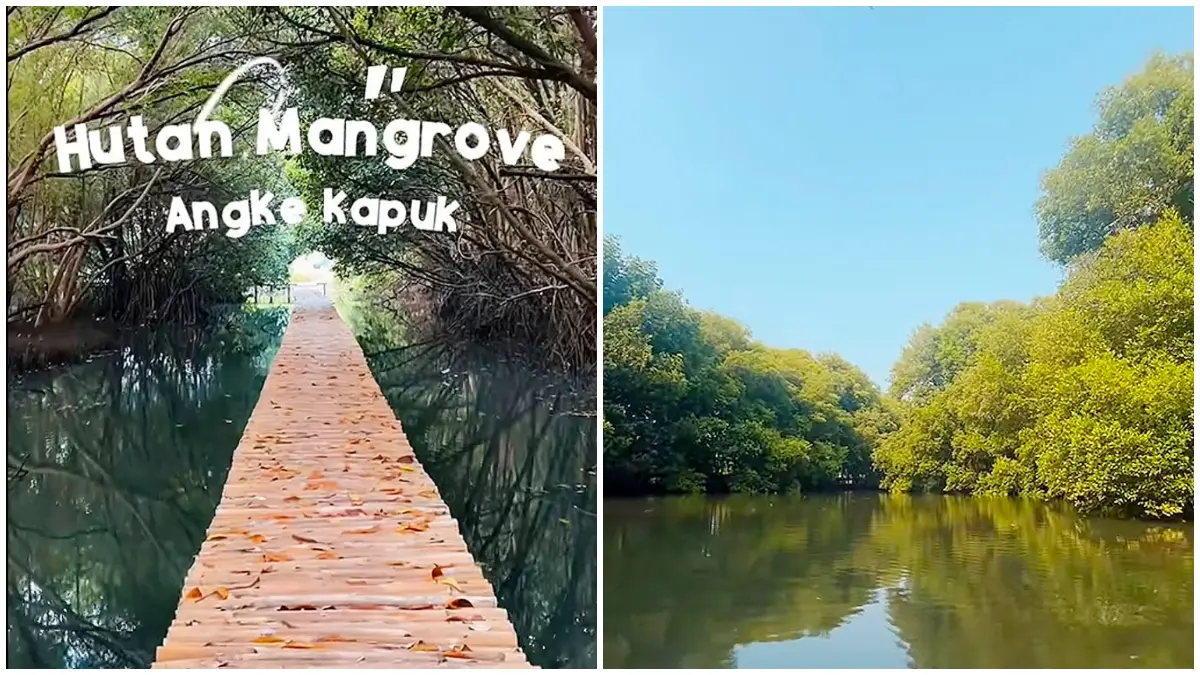 Kawasan hutan mangrove seluas puluhan hektare di Pantai Indah Kapuk, Jakarta Utara, menjadi salah satu ruang hijau yang masih terjaga.&nbsp; (Foto : Dokumentasi pengunjung tiktok @m_daffvaa)