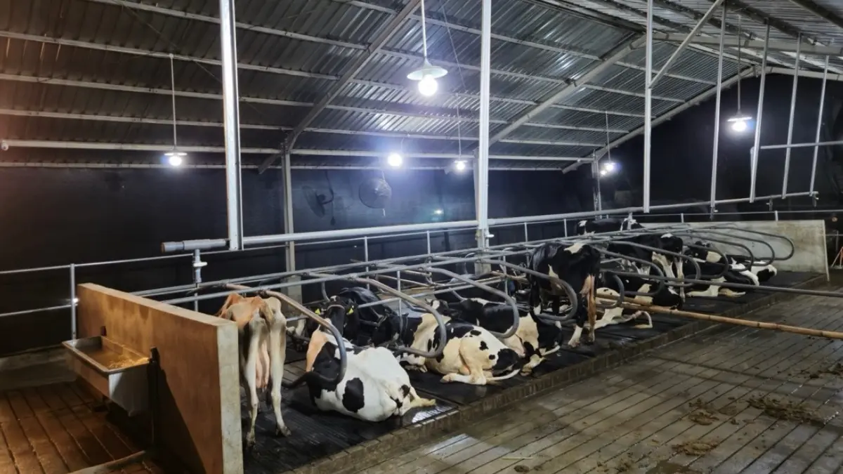 Kondisi lapak peternak sapi perah di Malang yang ikut program BRI Peduli. Foto: BRI for Radar Bogor