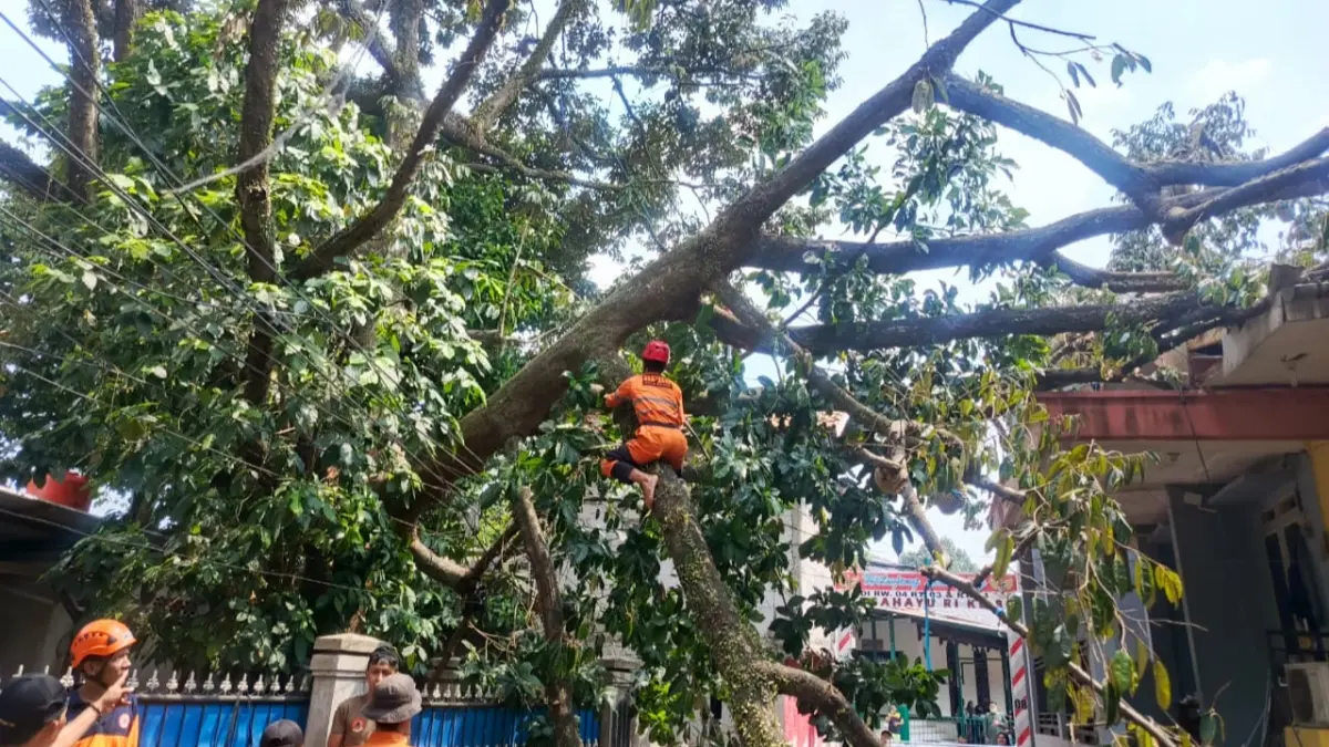Pohon durian di Tanah Baru Kota Bogor tumbang. (Dok. BPBD Kota Bogor)