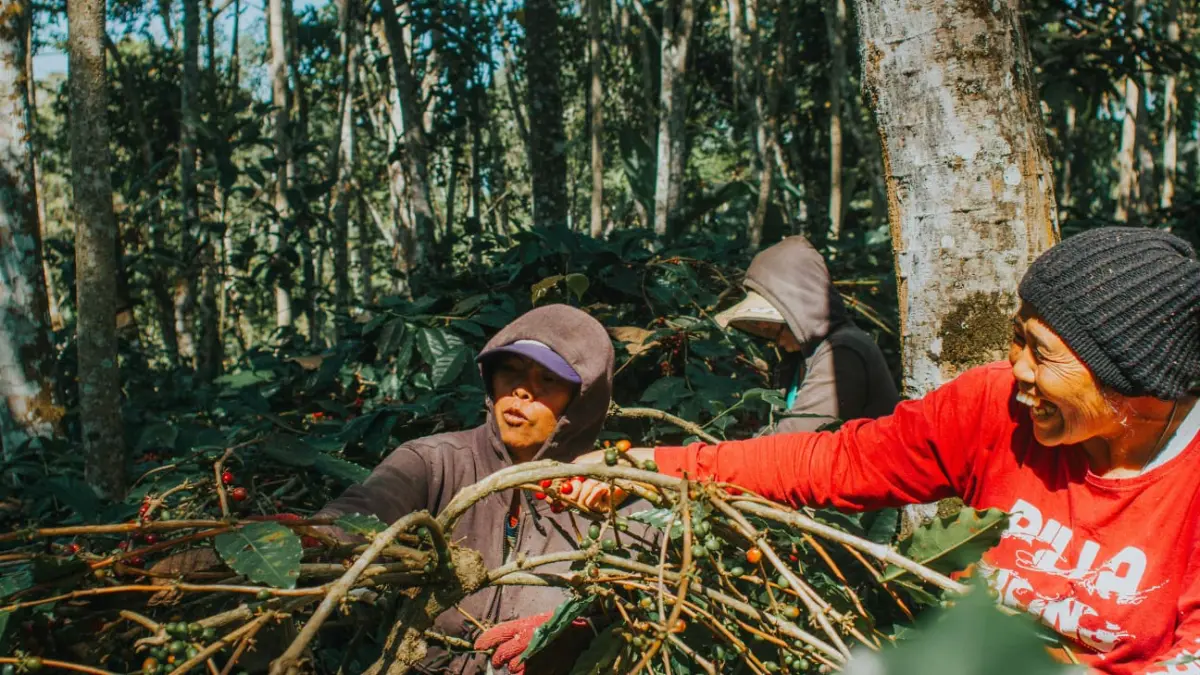 Ilustrasi. Perkebunan. Foto: Dok Penulis