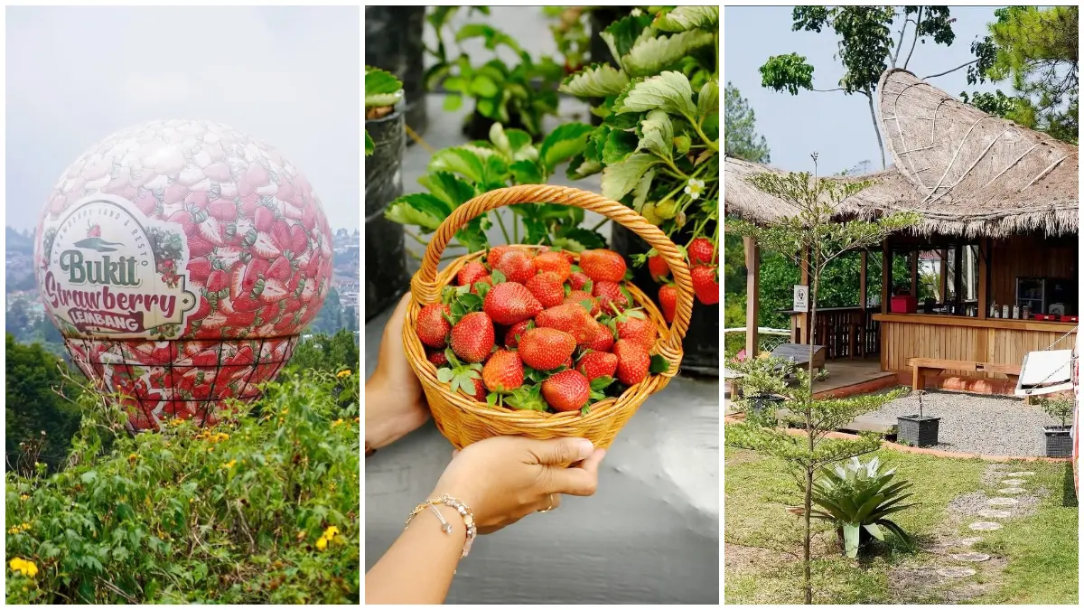 Suasana Bukit Strawberry di Lembang Bandung. (Foto: Instagram @bukitstrawberryberbunga)