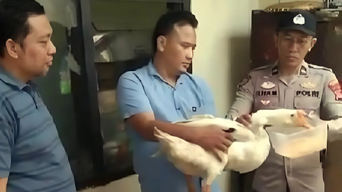 Anggota Polsek Parung Bogor memberi makan angsa.
