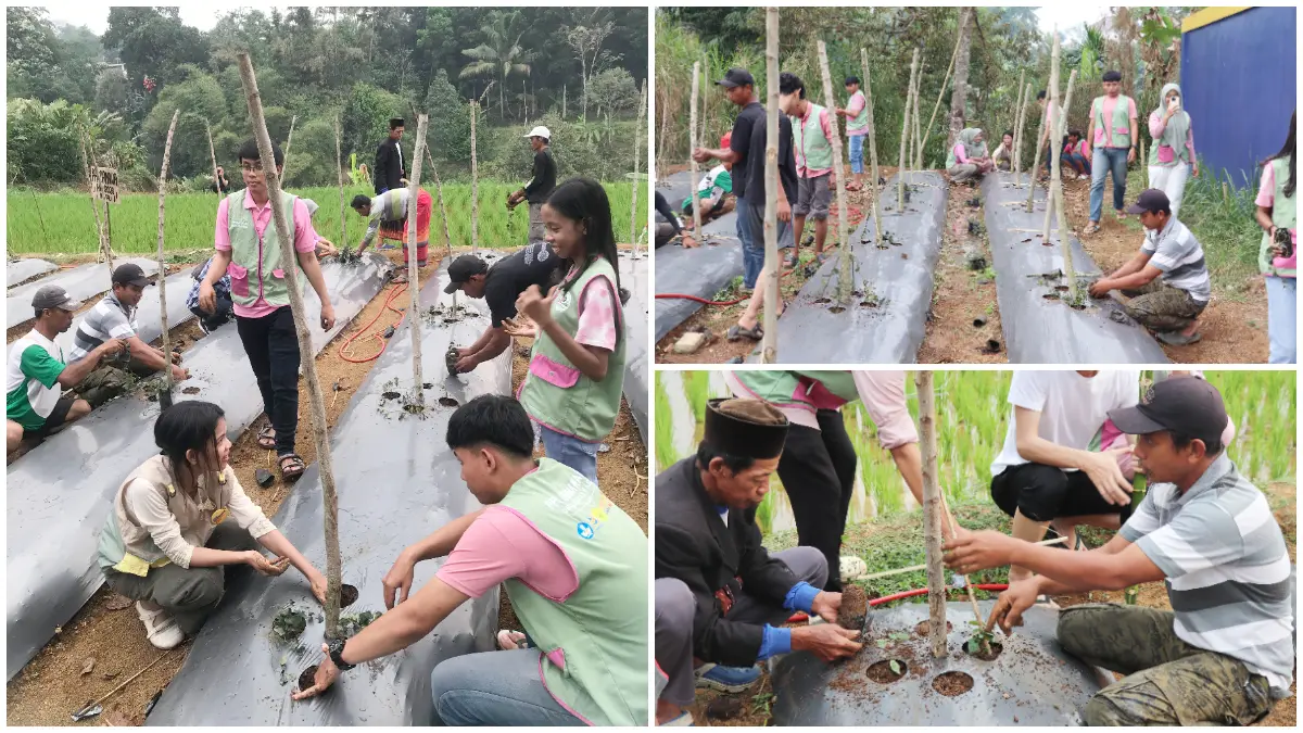 Penanaman Cabai Jawa oleh tim PPK ORMAWA HMA bersama Kelompok Tani Sugihmukti 1 Pancawati, Caringin Bogor.