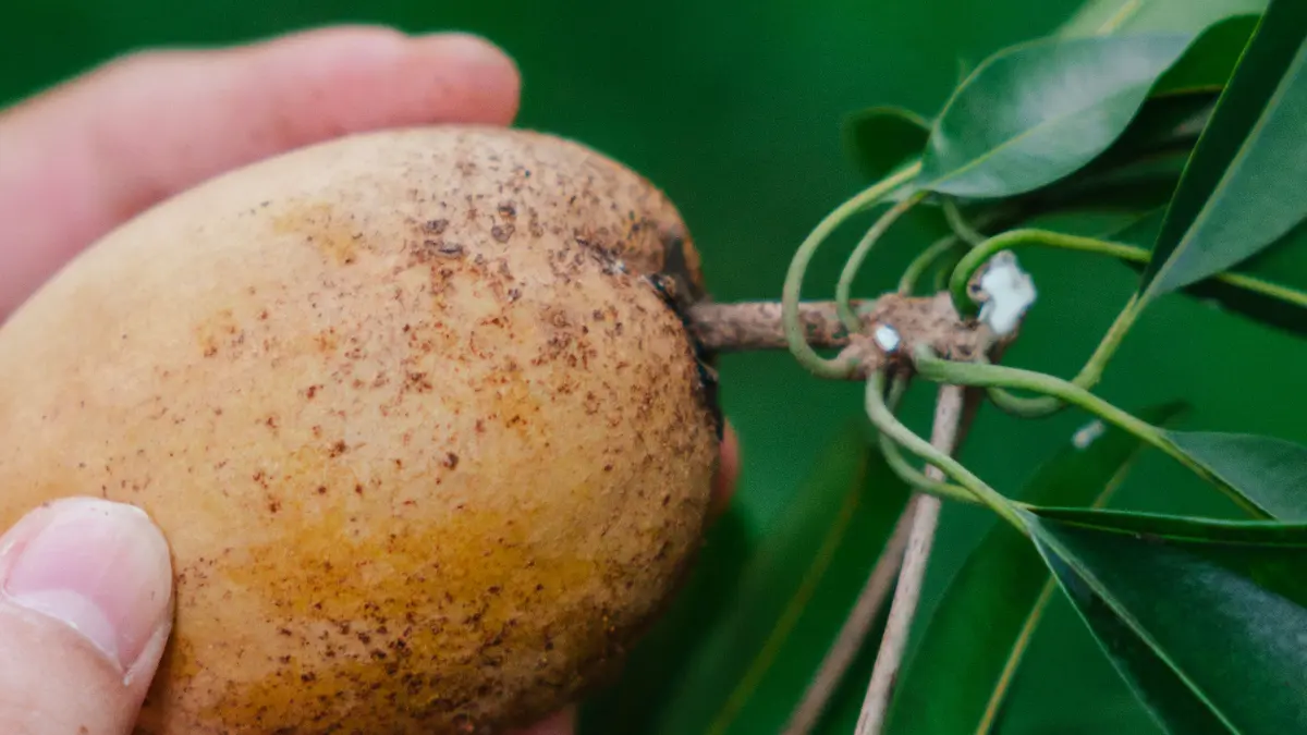 Ilustrasi: Buah kemang. (Pexels/Ninh Tien Dat)&nbsp;