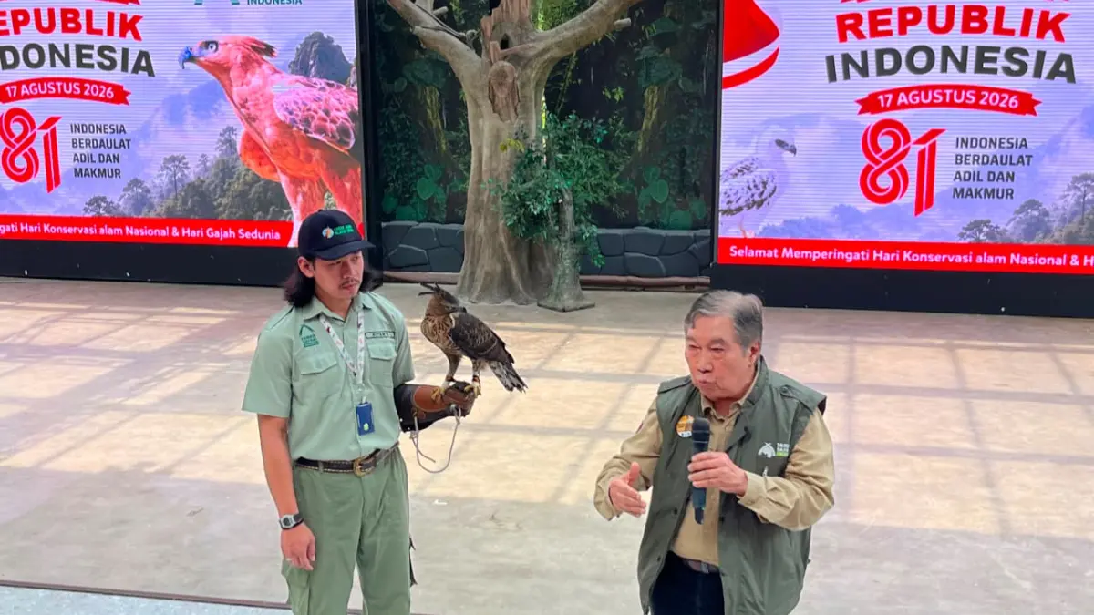 Taman Safari Indonesia (TSI) mencatat keberhasilan dalam konservasi Elang Jawa dalam upaya pelestarian satwa endemik Indonesia. (Septi N/Radar Bogor)