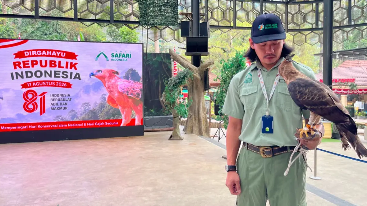 Taman Safari Indonesia (TSI) mencatat keberhasilan dalam konservasi Elang Jawa dalam upaya pelestarian satwa endemik Indonesia. (Septi N/Radar Bogor)
