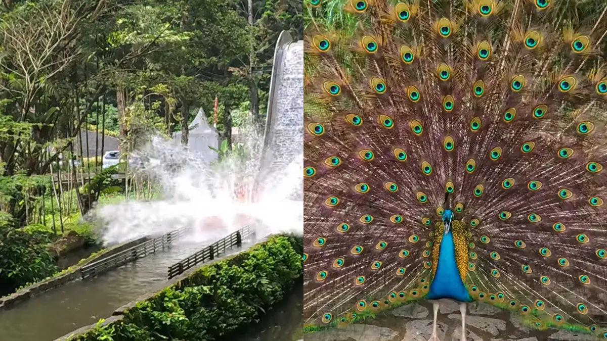 Wisata Liburan Keluarga di Taman Safari Bogor (YouTube Mlaku Mlaku Yuuk)