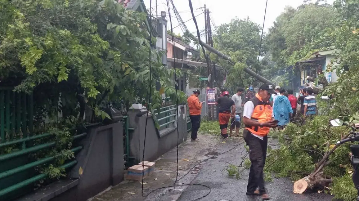 Pohon tumbang di SIndangbarang Panorama. (Talhah)