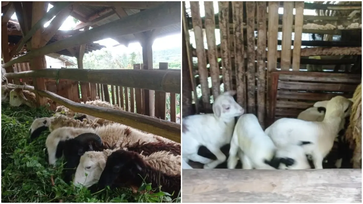 Peternakan kambing milik Kelompok Tani Cipicung di Desa Kabandungan, Kabupaten Sukabumi.&nbsp;