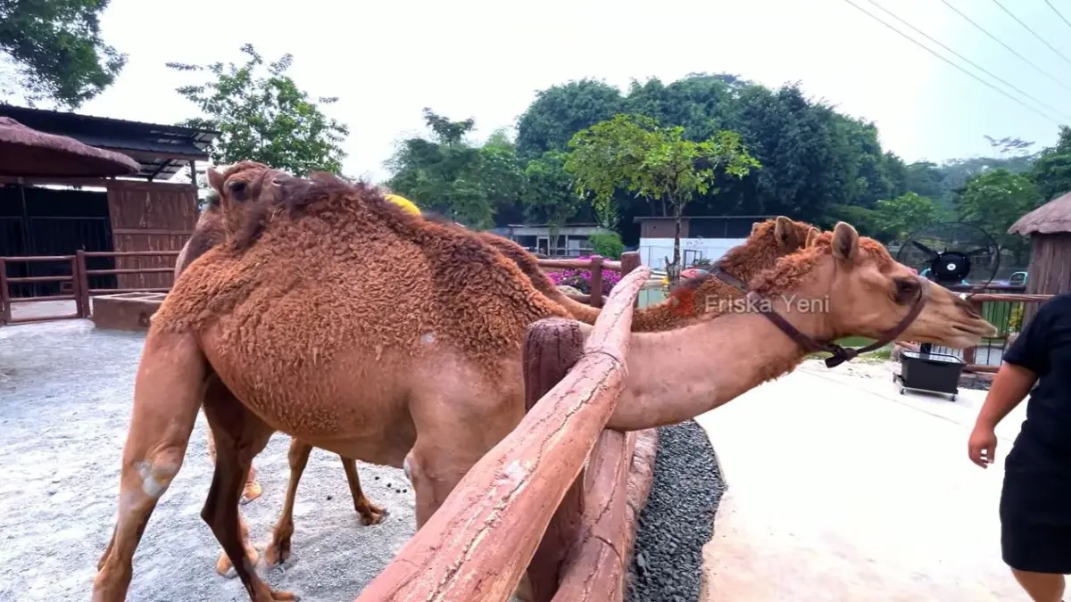 Suasana Kebun Binatang di The Otentik River Park, Sentul, Bogor. Foto: Tangkapan Layar dari Kanal Youtube Friska Yeni