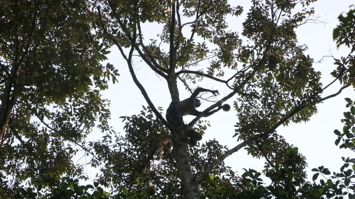 Suasana Kebun Durian Cengal, Desa Karacak, Leuwiliang, Kabupaten Bogor. (Hendi Novian/Radar Bogor)