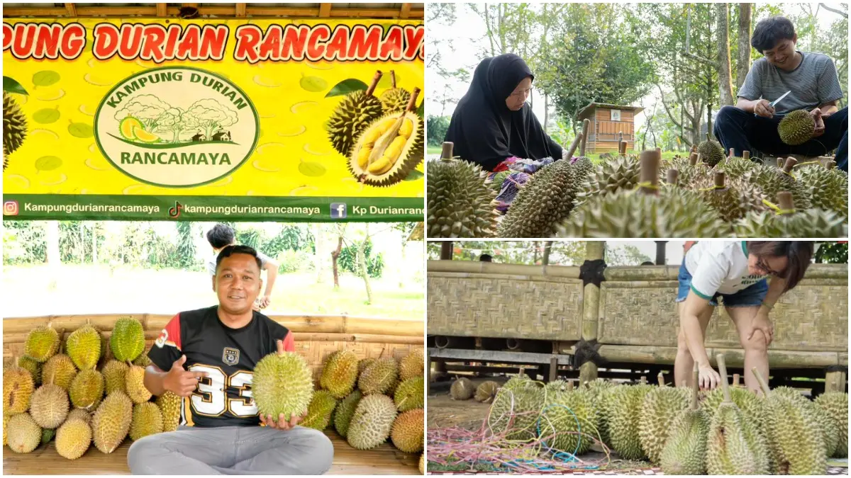 Suasana makan durian di Kampung Durian Rancamaya Kota Bogor. (Foto : Dzikry/Radar Bogor)