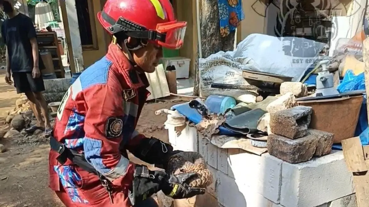 Petugas Pemadam Kebakaran (Damkar) saat melakukan evakuasi trenggeling di Jonggol, Kabupaten Bogor. (Dok. Damkar Kabupaten Bogor)