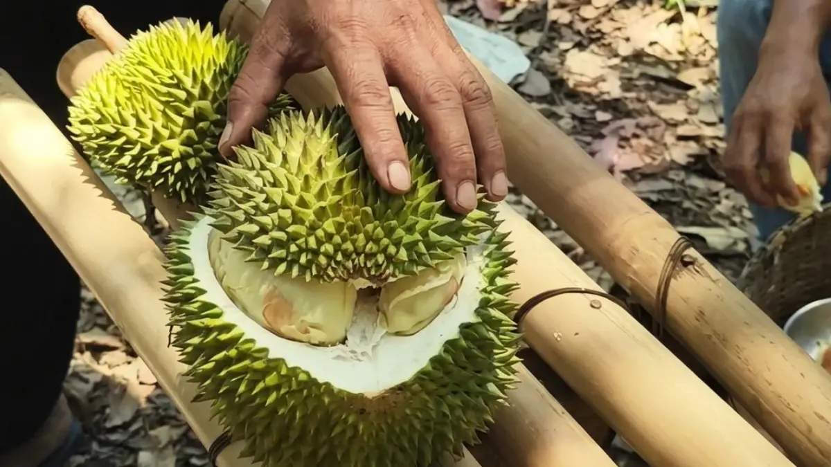 Berbagai durian di Jonggol Bogor menjadi rekomendasi untuk dicoba.