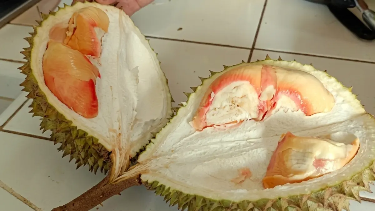 Durian Pelangi Atururi bisa jadi pilihan kulineran bersama keluarga.