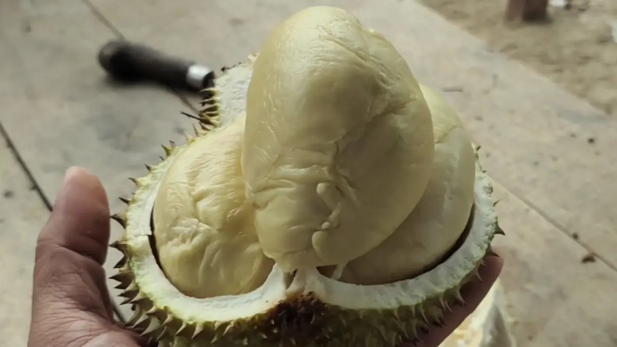 Durian Salisun layak dicoba bersama teman dan keluarga.
